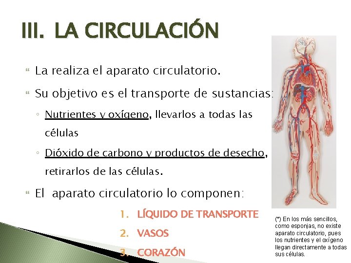 III. LA CIRCULACIÓN La realiza el aparato circulatorio. Su objetivo es el transporte de