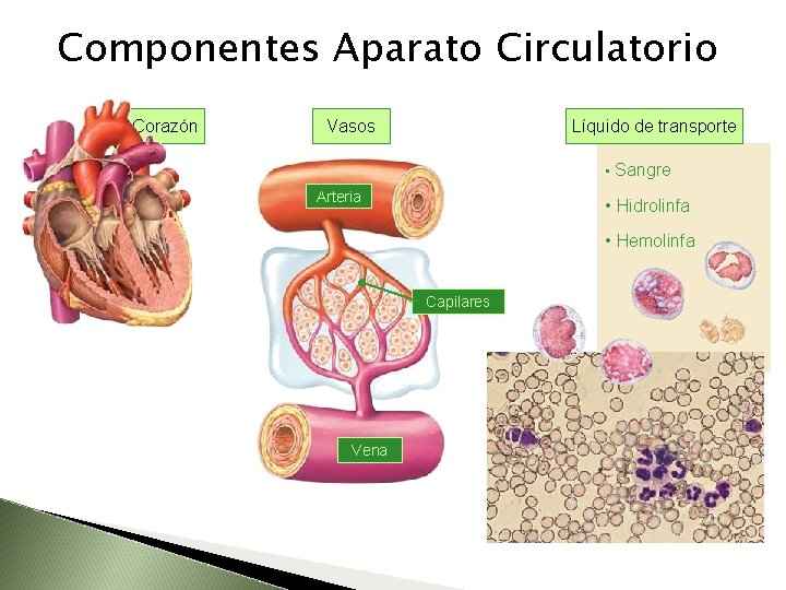 Componentes Aparato Circulatorio Corazón Vasos Líquido de transporte • Sangre Arteria • Hidrolinfa •