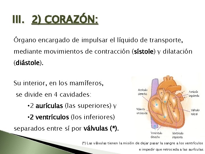 III. 2) CORAZÓN: Órgano encargado de impulsar el líquido de transporte, mediante movimientos de