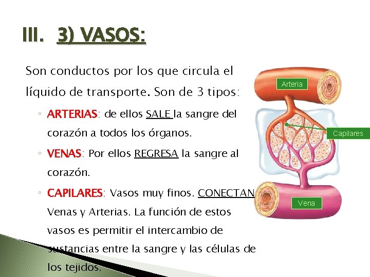 III. 3) VASOS: Son conductos por los que circula el líquido de transporte. Son