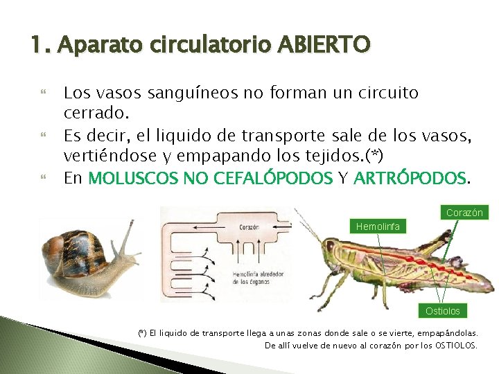 1. Aparato circulatorio ABIERTO Los vasos sanguíneos no forman un circuito cerrado. Es decir,