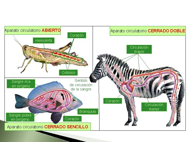 Aparato circulatorio ABIERTO Corazón Aparato circulatorio CERRADO DOBLE Hemolinfa Circulación mayor Ostiolos Sangre rica