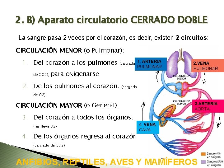 2. B) Aparato circulatorio CERRADO DOBLE La sangre pasa 2 veces por el corazón,