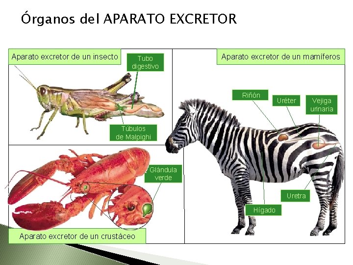 Órganos del APARATO EXCRETOR Aparato excretor de un insecto Tubo digestivo Aparato excretor de