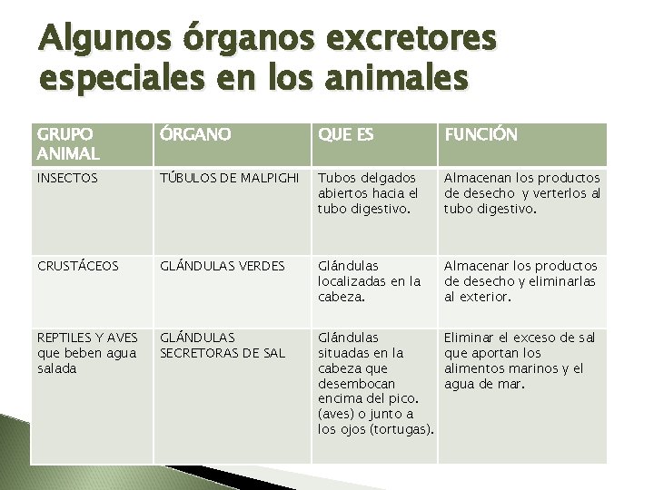 Algunos órganos excretores especiales en los animales GRUPO ANIMAL ÓRGANO QUE ES FUNCIÓN INSECTOS