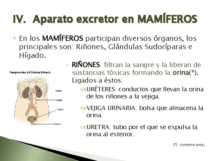 IV. Aparato excretor en MAMÍFEROS En los MAMÍFEROS participan diversos órganos, los principales son: