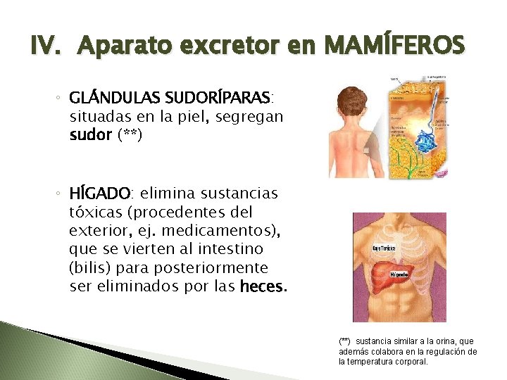 IV. Aparato excretor en MAMÍFEROS ◦ GLÁNDULAS SUDORÍPARAS: situadas en la piel, segregan sudor