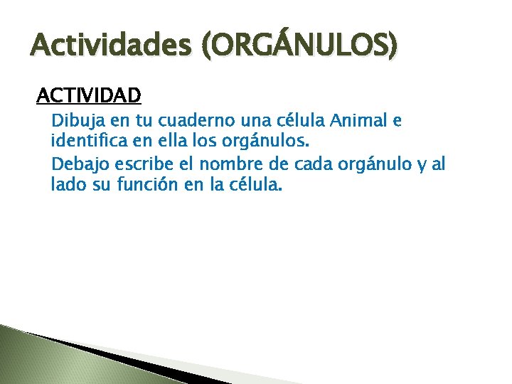 Actividades (ORGÁNULOS) ACTIVIDAD Dibuja en tu cuaderno una célula Animal e identifica en ella