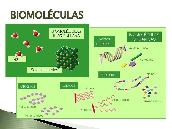 BIOMOLÉCULAS INORGÁNICAS Ácidos nucleicos BIOMOLÉCULAS ORGÁNICAS Ácido nucleico Agua Nucleótido Sales minerales Proteínas Glúcidos