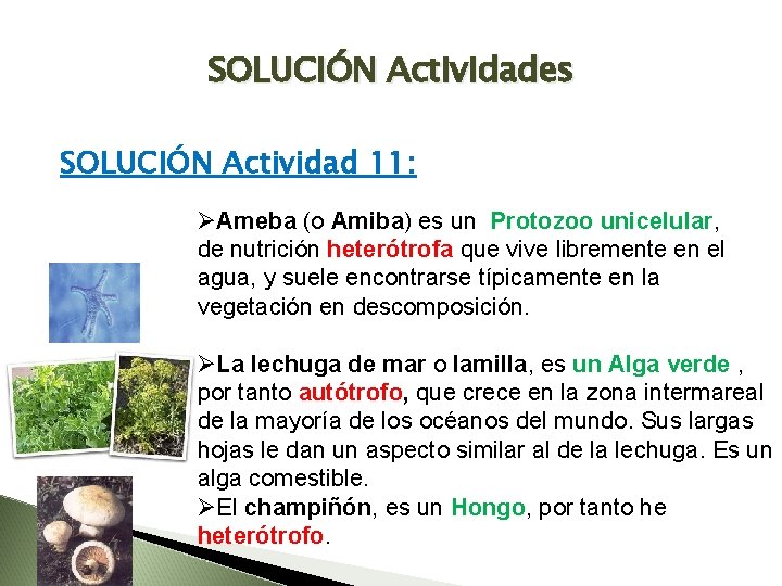 SOLUCIÓN Actividades SOLUCIÓN Actividad 11: ØAmeba (o Amiba) es un Protozoo unicelular, de nutrición