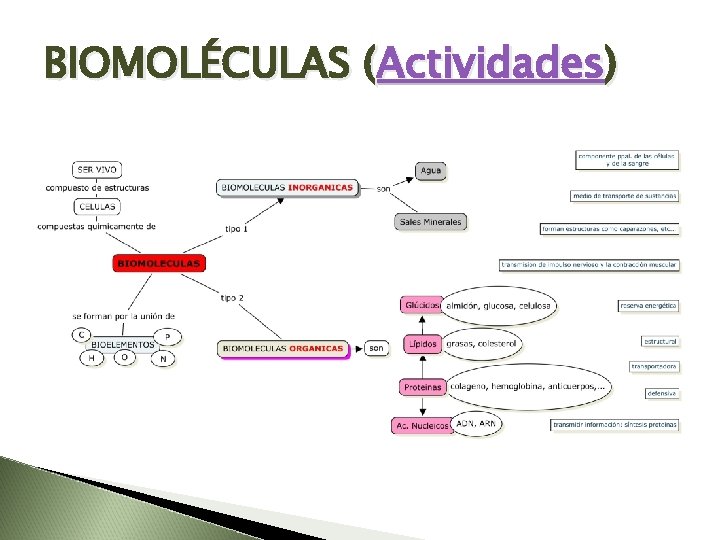 BIOMOLÉCULAS (Actividades) 