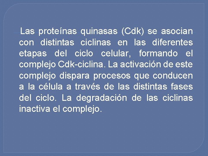Las proteínas quinasas (Cdk) se asocian con distintas ciclinas en las diferentes etapas del