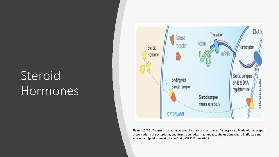 Steroid Hormones Figure 12. 3. 2 : A steroid hormone crosses the plasma membrane