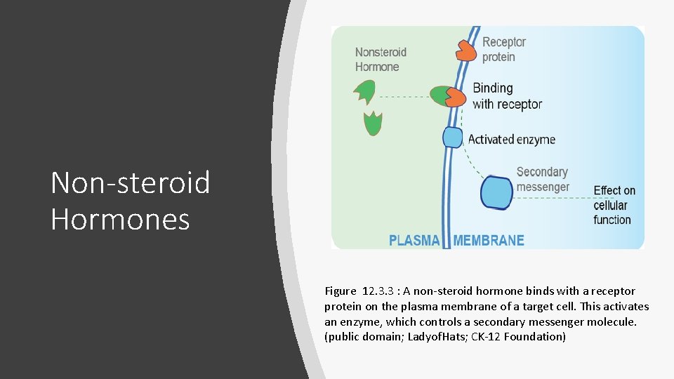 Non-steroid Hormones Figure 12. 3. 3 : A non-steroid hormone binds with a receptor