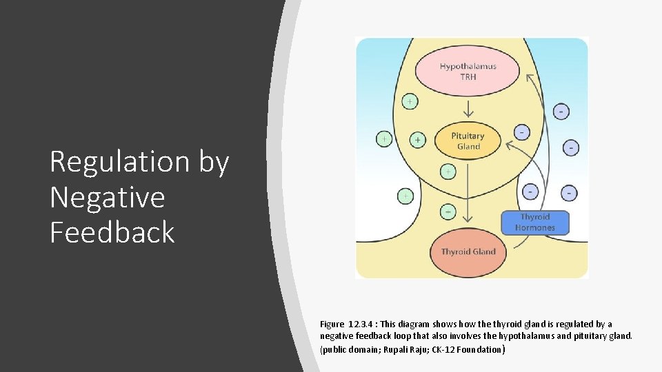 Regulation by Negative Feedback Figure 12. 3. 4 : This diagram shows how the