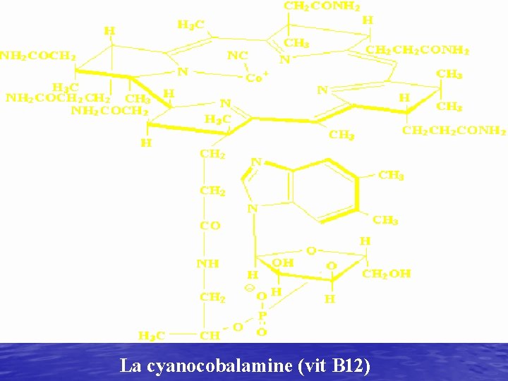 La cyanocobalamine (vit B 12) 