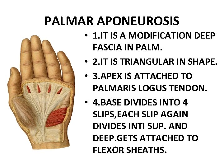 PALMAR APONEUROSIS • 1. IT IS A MODIFICATION DEEP FASCIA IN PALM. • 2.