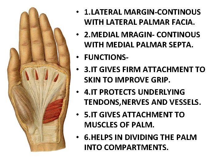  • 1. LATERAL MARGIN-CONTINOUS WITH LATERAL PALMAR FACIA. • 2. MEDIAL MRAGIN- CONTINOUS