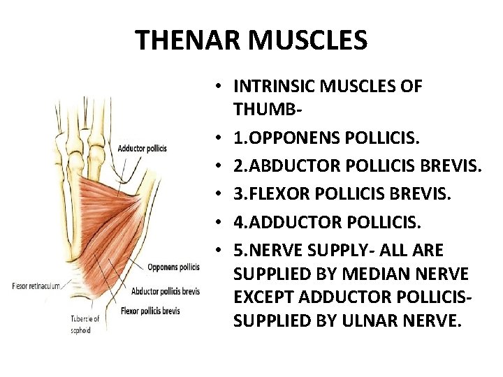 THENAR MUSCLES • INTRINSIC MUSCLES OF THUMB • 1. OPPONENS POLLICIS. • 2. ABDUCTOR