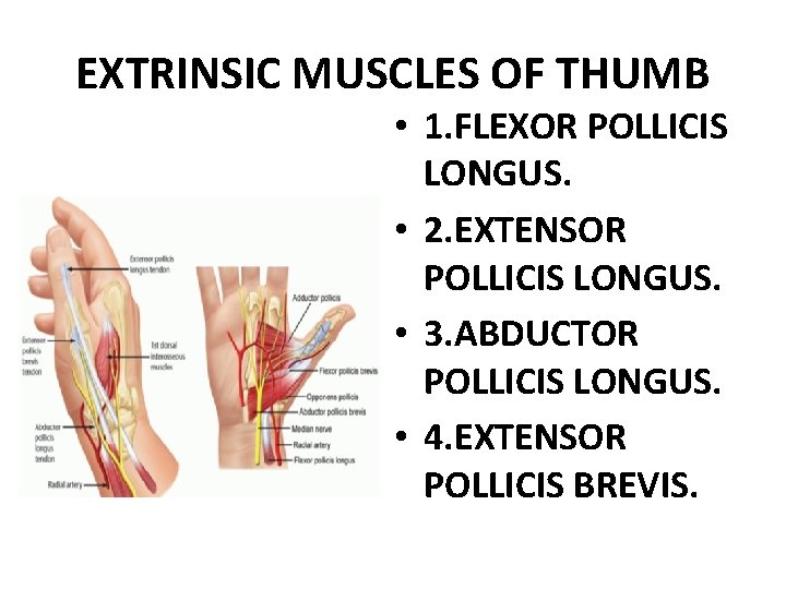 EXTRINSIC MUSCLES OF THUMB • 1. FLEXOR POLLICIS LONGUS. • 2. EXTENSOR POLLICIS LONGUS.