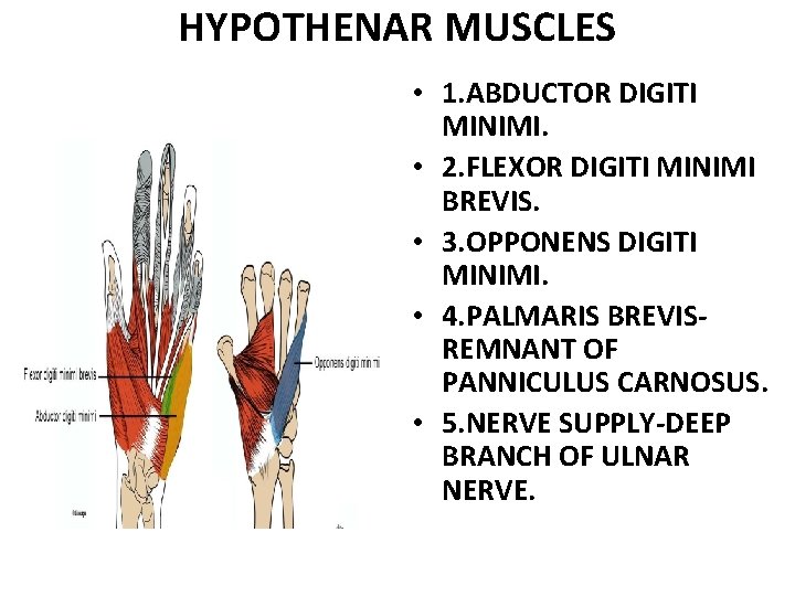 HYPOTHENAR MUSCLES • 1. ABDUCTOR DIGITI MINIMI. • 2. FLEXOR DIGITI MINIMI BREVIS. •