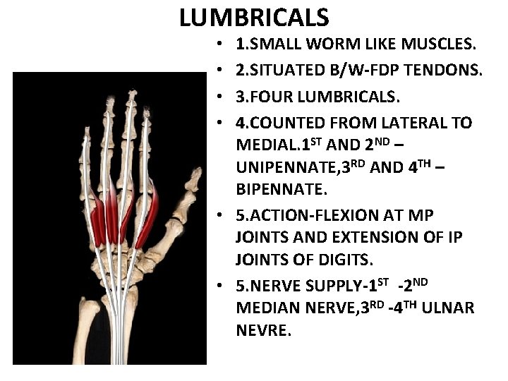 LUMBRICALS 1. SMALL WORM LIKE MUSCLES. 2. SITUATED B/W-FDP TENDONS. 3. FOUR LUMBRICALS. 4.