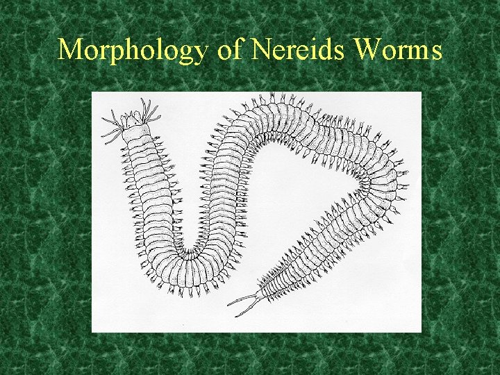 Morphology of Nereids Worms 