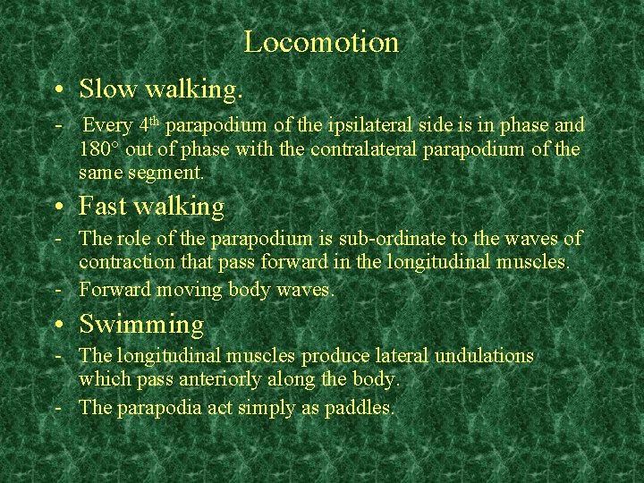 Locomotion • Slow walking. - Every 4 th parapodium of the ipsilateral side is