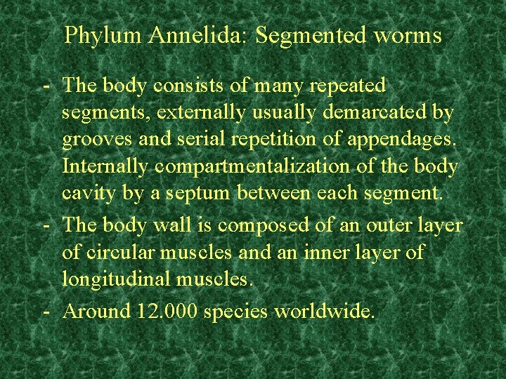 Phylum Annelida: Segmented worms - The body consists of many repeated segments, externally usually