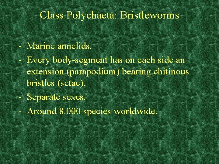 Class Polychaeta: Bristleworms - Marine annelids. - Every body-segment has on each side an