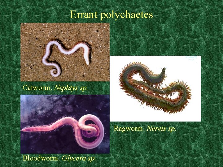 Errant polychaetes Catworm. Nephtys sp. Ragworm. Nereis sp. Bloodworm. Glycera sp. 