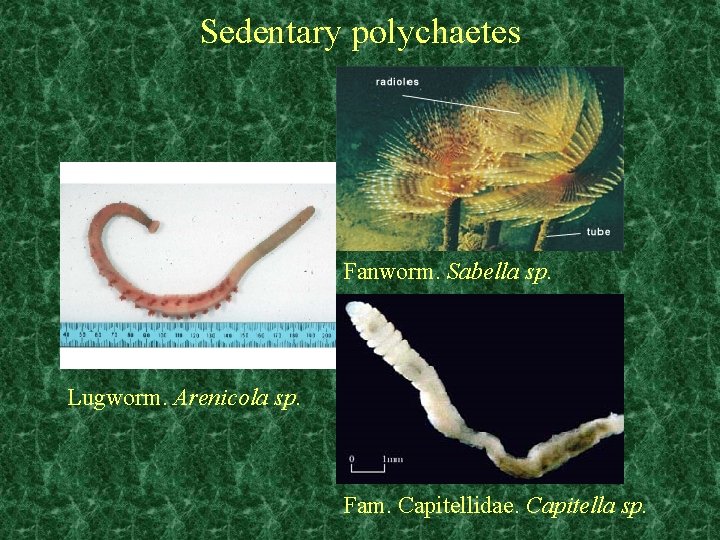 filum platyhelminthes dan aschelminthes