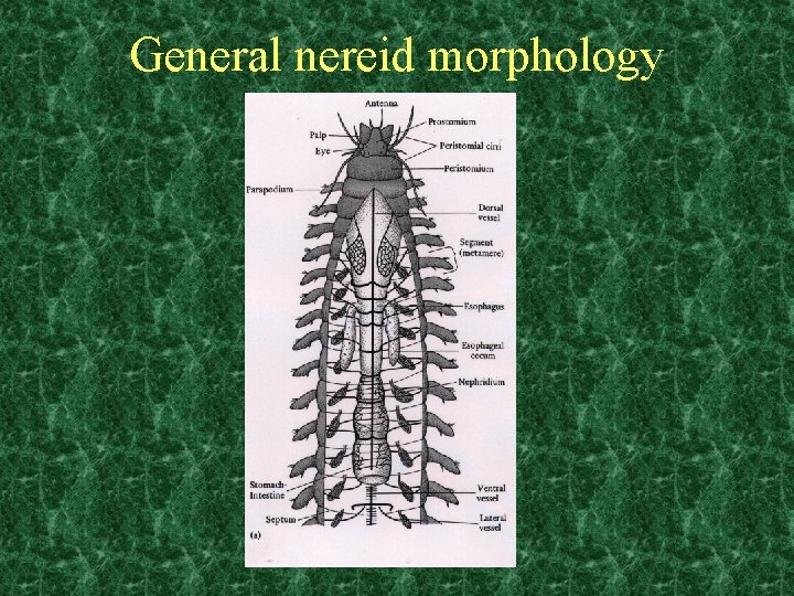 General nereid morphology 