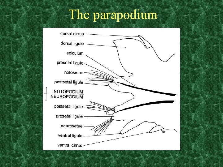 The parapodium 