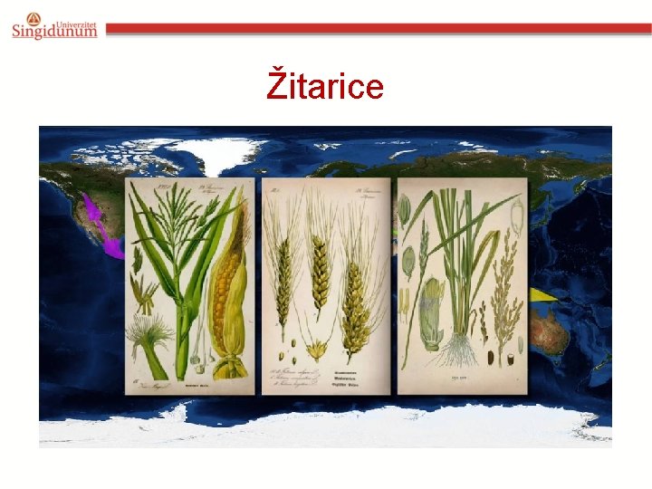 Žitarice 