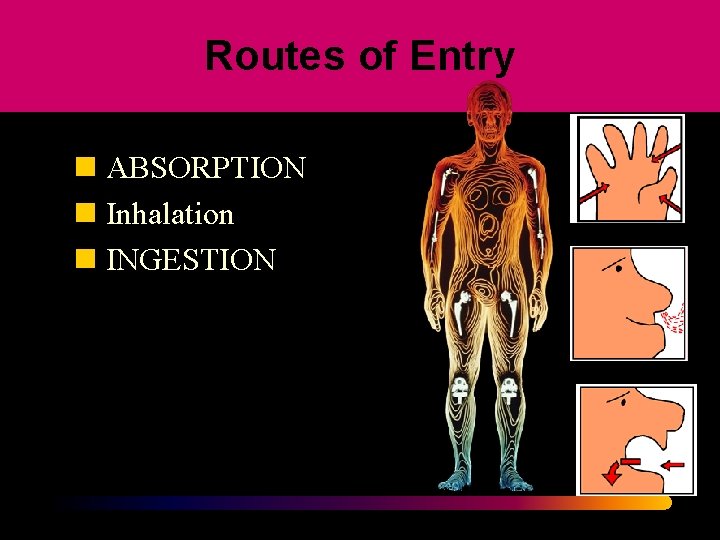 Routes of Entry n ABSORPTION n Inhalation n INGESTION 