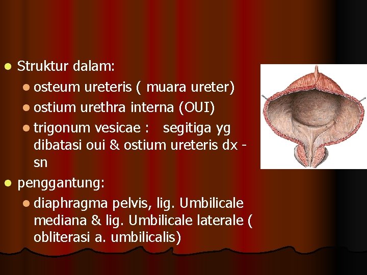 Struktur dalam: l osteum ureteris ( muara ureter) l ostium urethra interna (OUI) l