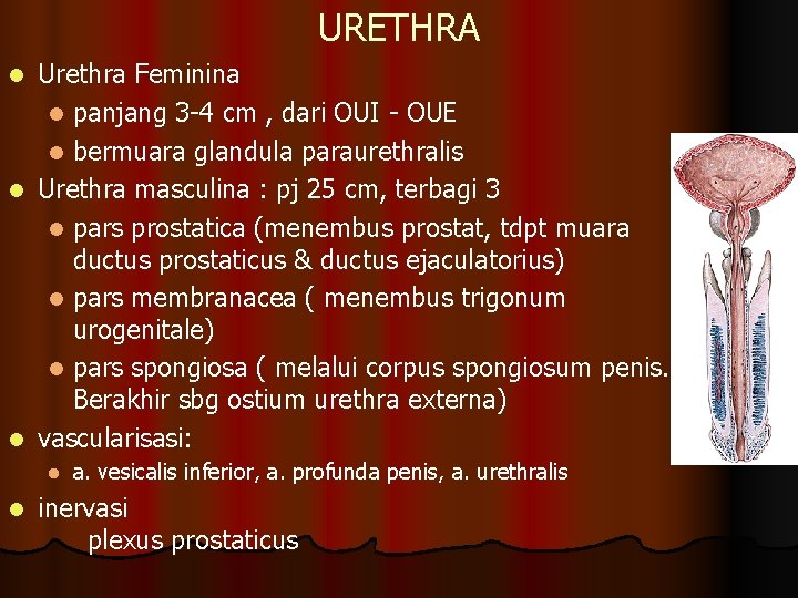 URETHRA Urethra Feminina l panjang 3 -4 cm , dari OUI - OUE l