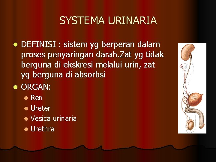 SYSTEMA URINARIA DEFINISI : sistem yg berperan dalam proses penyaringan darah. Zat yg tidak