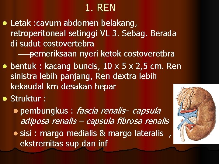 1. REN Letak : cavum abdomen belakang, retroperitoneal setinggi VL 3. Sebag. Berada di 1. REN Letak : cavum abdomen belakang, retroperitoneal setinggi VL 3. Sebag. Berada di