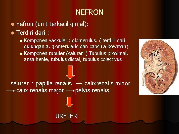 NEFRON nefron (unit terkecil ginjal): l Terdiri dari : l Komponen vaskuler : glomerulus. NEFRON nefron (unit terkecil ginjal): l Terdiri dari : l Komponen vaskuler : glomerulus.