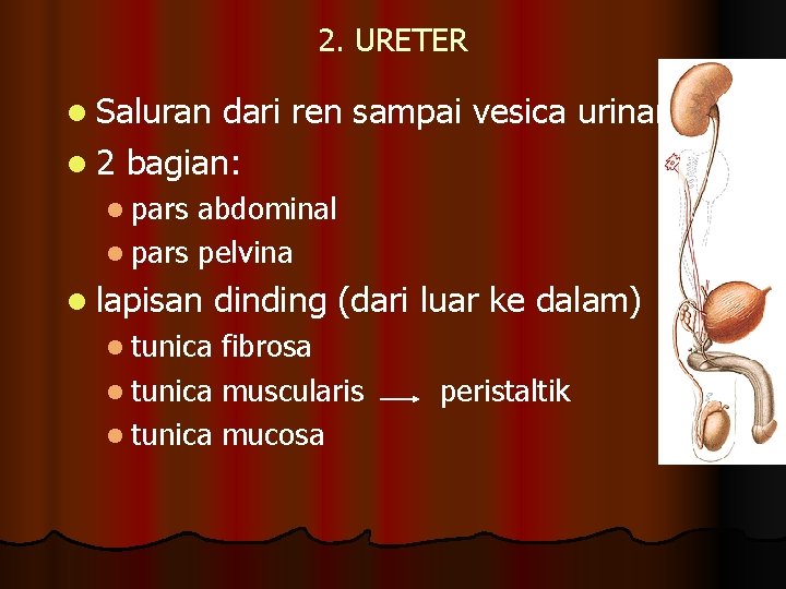 2. URETER l Saluran dari ren sampai vesica urinaria l 2 bagian: l pars