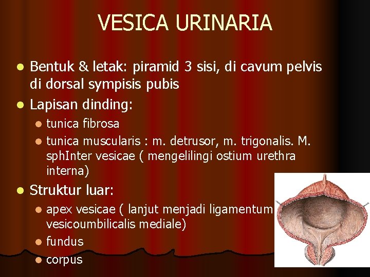 VESICA URINARIA Bentuk & letak: piramid 3 sisi, di cavum pelvis di dorsal sympisis