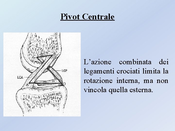 Pivot Centrale L’azione combinata dei legamenti crociati limita la rotazione interna, ma non vincola Pivot Centrale L’azione combinata dei legamenti crociati limita la rotazione interna, ma non vincola