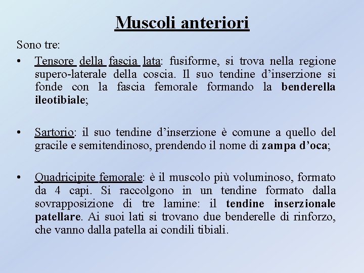 Muscoli anteriori Sono tre: • Tensore della fascia lata: fusiforme, si trova nella regione Muscoli anteriori Sono tre: • Tensore della fascia lata: fusiforme, si trova nella regione