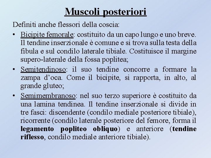 Muscoli posteriori Definiti anche flessori della coscia: • Bicipite femorale: costituito da un capo Muscoli posteriori Definiti anche flessori della coscia: • Bicipite femorale: costituito da un capo