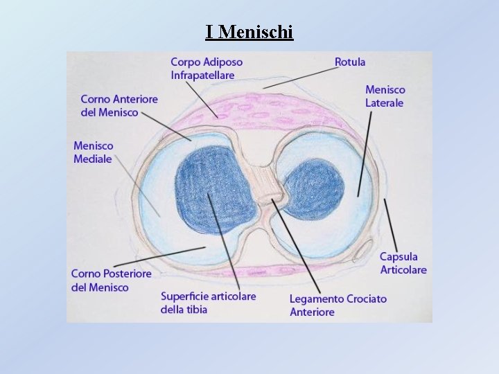 I Menischi I Menischi