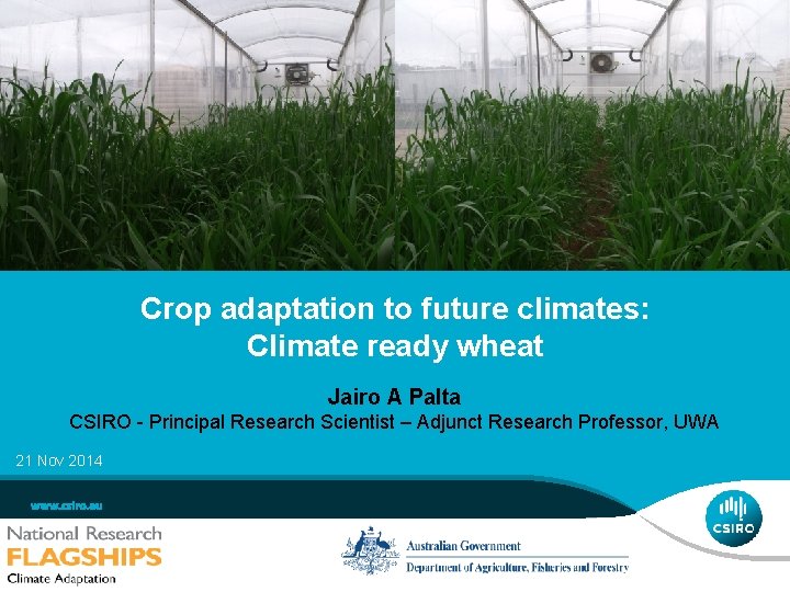 Crop adaptation to future climates: Climate ready wheat Jairo A Palta CSIRO - Principal