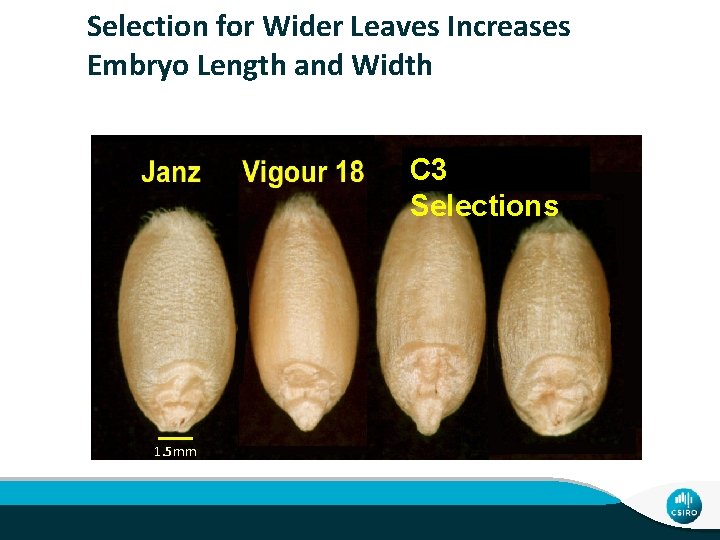 Selection for Wider Leaves Increases Embryo Length and Width C 3 Selections 1. 5