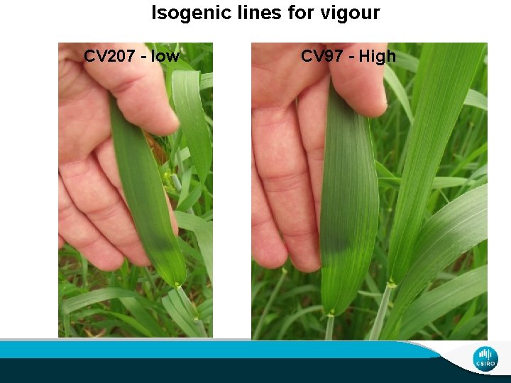 Isogenic lines for vigour CV 207 - low CV 97 - High 